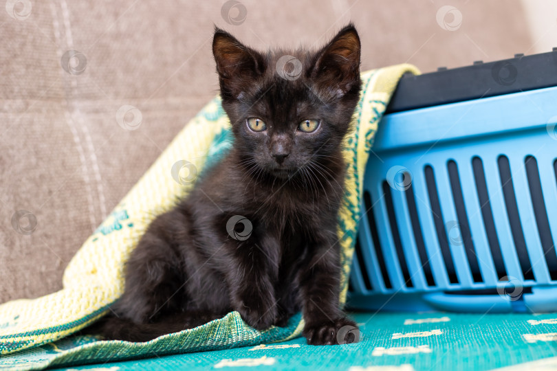 Скачать Игривый черный котенок уютно устроился на цветастом одеяле фотосток Ozero