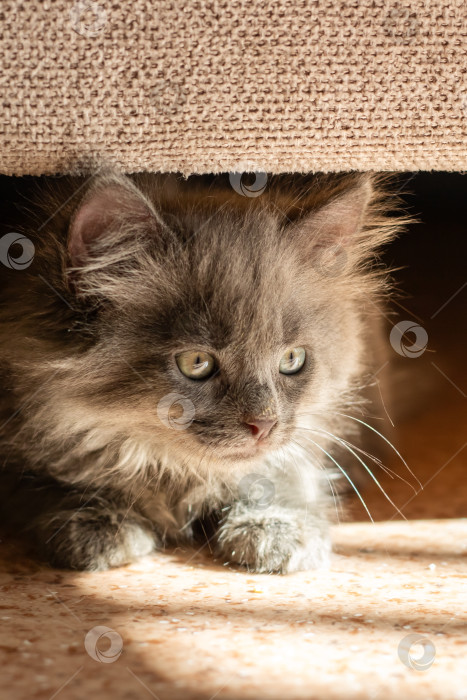 Скачать Игривый серый котенок прячется дома под мебелью фотосток Ozero