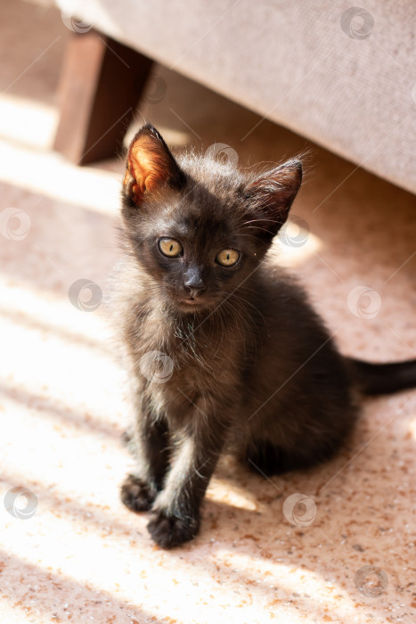 Скачать Очаровательный черный котенок мирно сидел на теплом солнышке фотосток Ozero