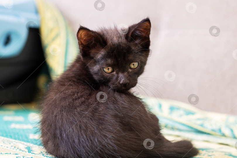 Скачать Очаровательный Черный котенок, Игриво оглядывающийся на Вас с любопытством фотосток Ozero
