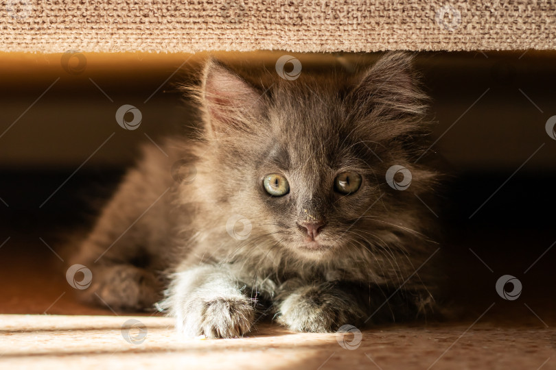 Скачать Очаровательный серый котенок быстро прячется в тени фотосток Ozero