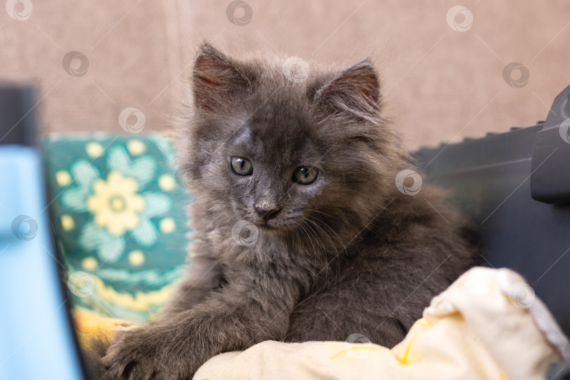 Скачать Очаровательный серый котенок уютно отдыхает в уютной обстановке фотосток Ozero