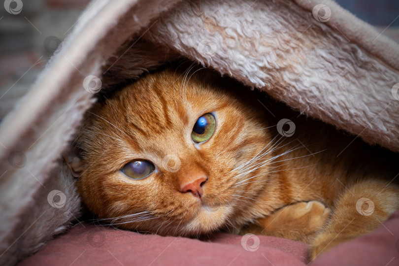 Скачать Уютная Кошка, уютно свернувшаяся калачиком под одеялом, с Уникальными и поразительными глазами фотосток Ozero