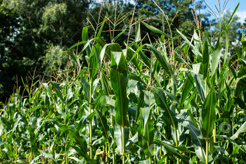 Скачать Пышное Зеленое Кукурузное Поле, Цветущее Под Ярко-Голубым Небом фотосток Ozero