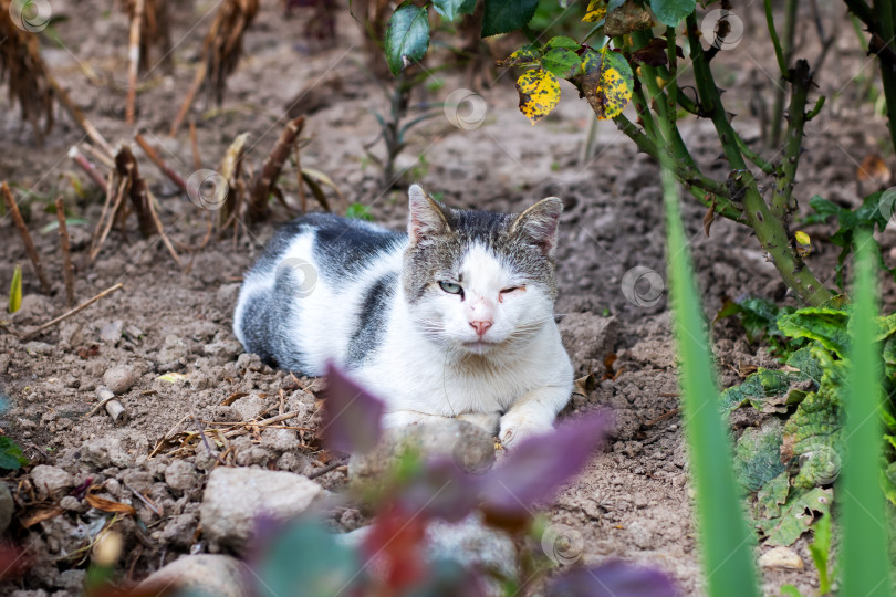 Скачать Очаровательная бродячая кошка, найденная в Прекрасном саду фотосток Ozero