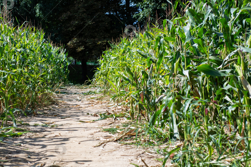 Скачать Солнечная тропинка, Ведущая через живописные пышные Кукурузные поля фотосток Ozero