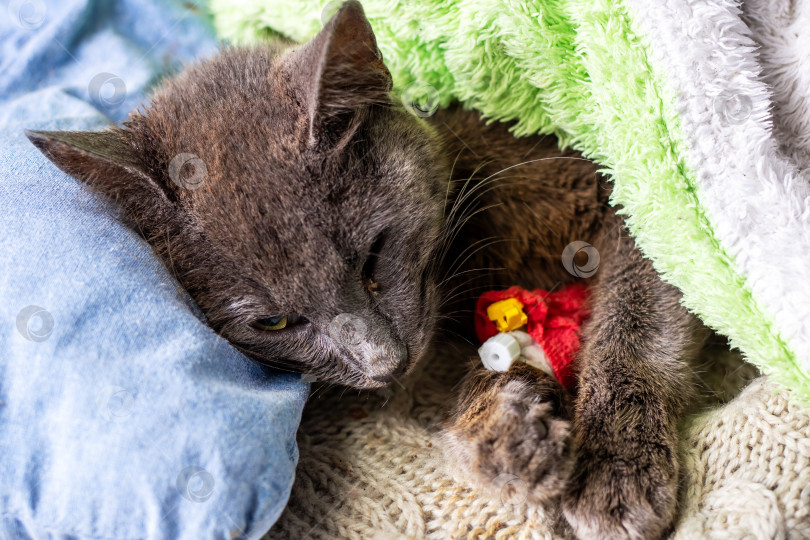 Скачать Уютная Серая кошка уютно свернулась калачиком в Своем одеяле с игрушкой фотосток Ozero