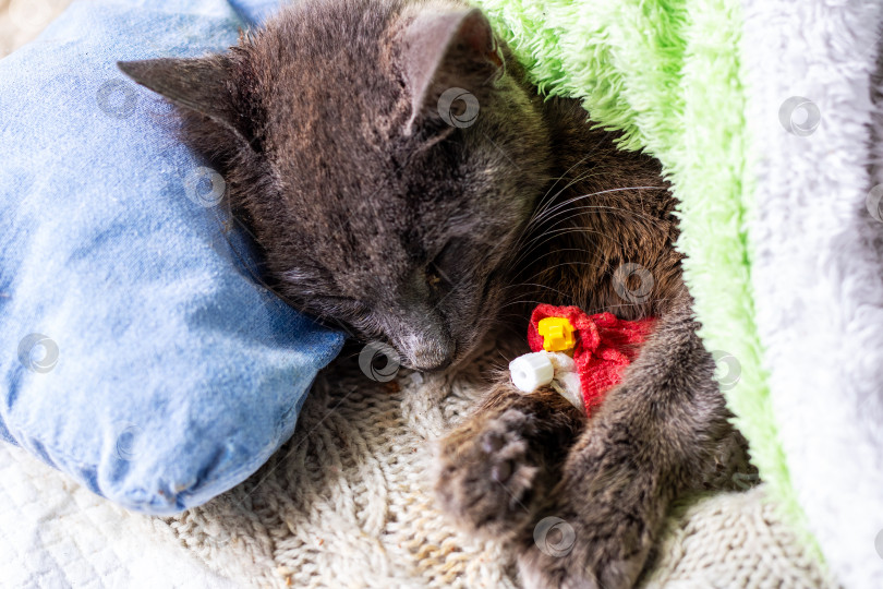 Скачать Уютная Серая Кошечка Мирно Спит Под Мягкими Одеялами фотосток Ozero