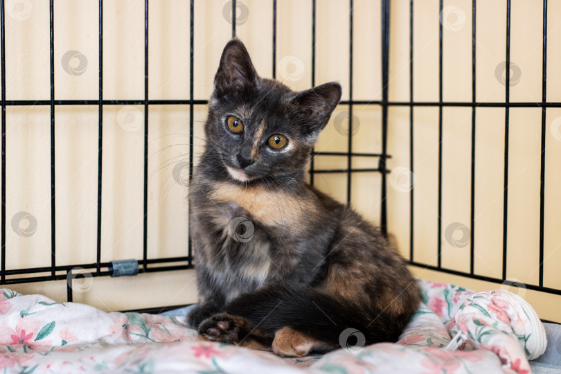 Скачать Познакомьтесь с этим очаровательным котенком-черепахой, уютно свернувшимся калачиком в уютной клетке фотосток Ozero