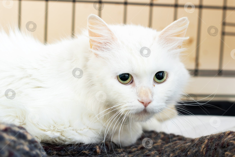 Скачать Очаровательная Белая Кошка С Очаровательно Красивыми Зелеными Глазами фотосток Ozero