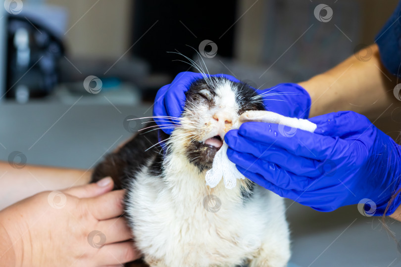 Скачать Ветеринар чистит кошке рот во время осмотра фотосток Ozero