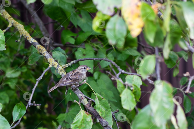 Скачать Птица сидела на ветке, окруженная зелеными листьями фотосток Ozero