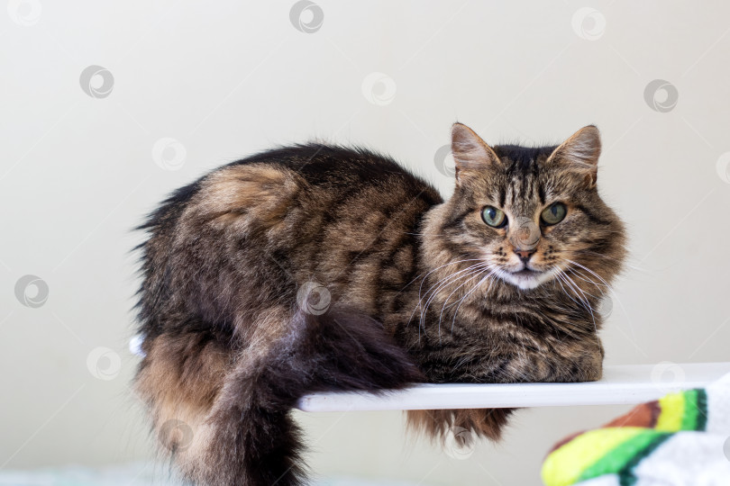 Скачать Очаровательная полосатая кошка, уютно расположившаяся на мягкой белой поверхности фотосток Ozero
