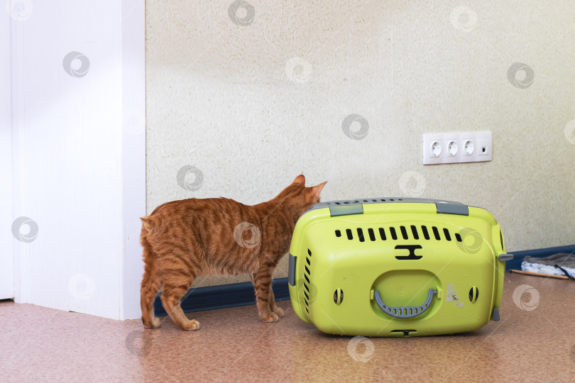 Скачать Любопытный Рыжий Кот подходит к ярко-зеленой переноске для домашних животных фотосток Ozero