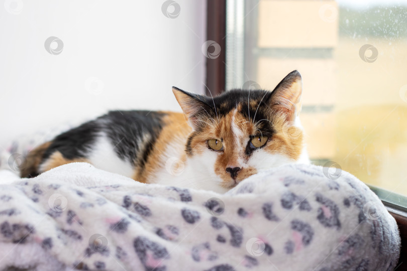 Скачать Ситцевый кот Красиво отдыхает у окна на уютном одеяле фотосток Ozero