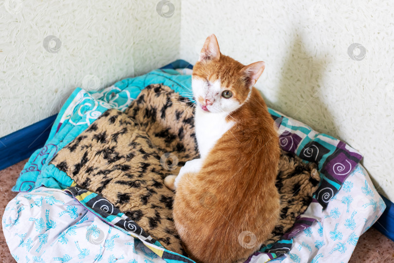 Скачать Очаровательная кошка, наслаждающаяся мирным и уютным отдыхом в своей постели фотосток Ozero