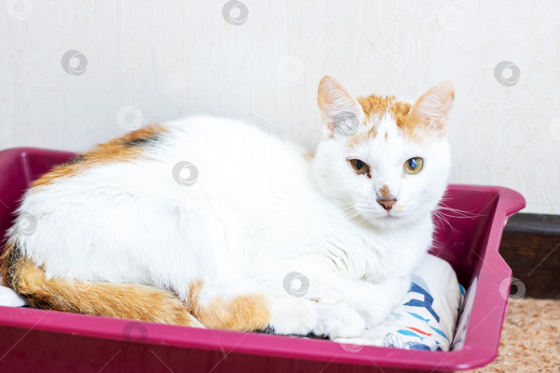 Скачать Очаровательная бело-оранжевая кошечка, отдыхающая в уютной кроватке фотосток Ozero