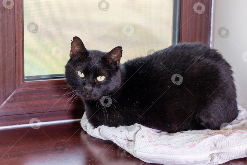 Скачать Симпатичный Черный котик отдыхает у окна, наслаждаясь солнечным светом фотосток Ozero