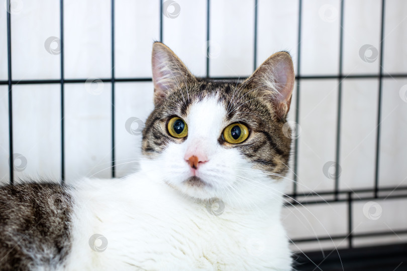 Скачать Любопытная кошка в теплой и уютной обстановке, полная очарования и миловидности фотосток Ozero