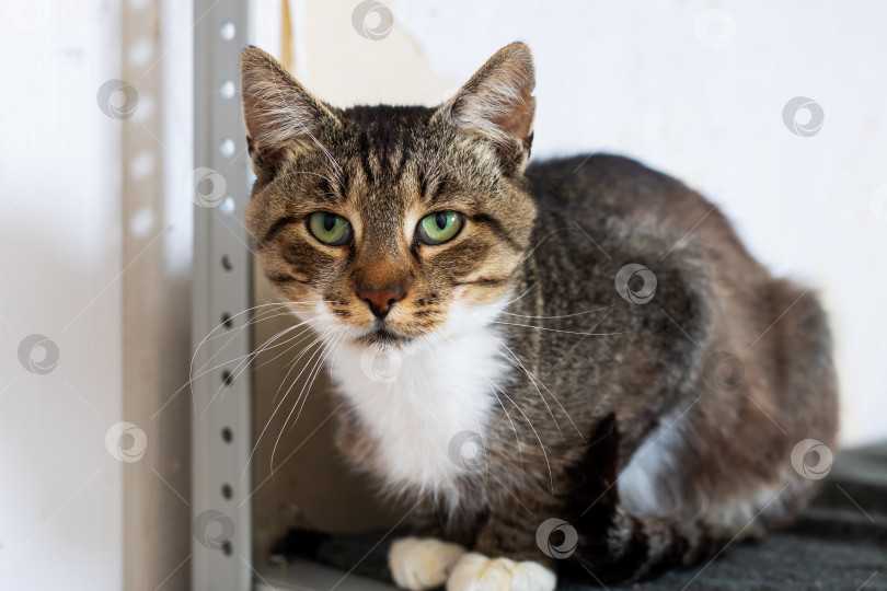 Скачать Очаровательная полосатая кошка с яркими и пленительными зелеными глазами фотосток Ozero