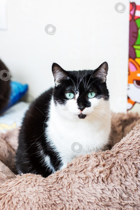 Скачать Очаровательная черно-белая кошечка, отдыхающая на уютной меховой подстилке фотосток Ozero