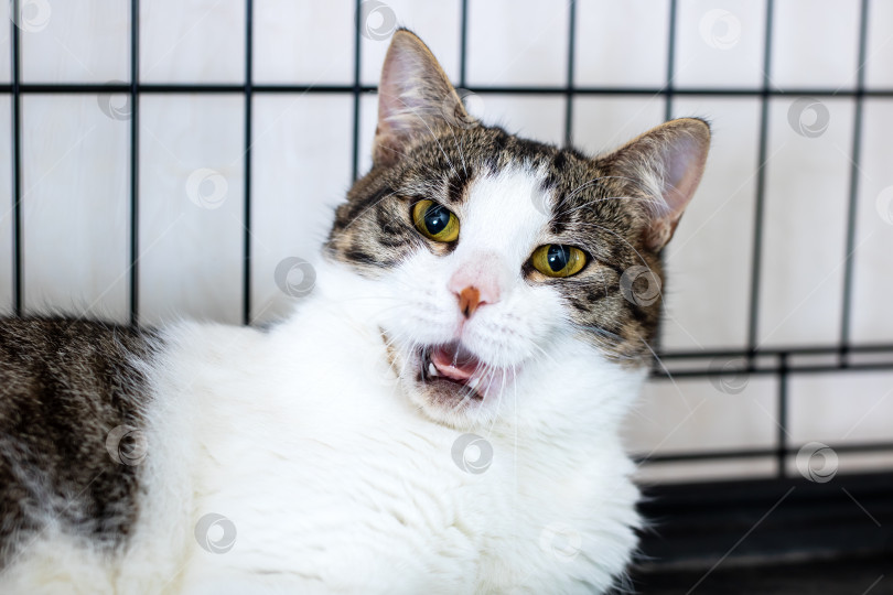 Скачать Любопытная кошка, демонстрирующая уникальное и очаровательное выражение лица в приюте фотосток Ozero