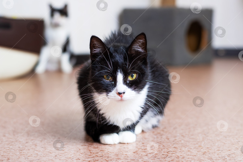 Скачать Игривый Черно-белый кот в уютной домашней обстановке фотосток Ozero