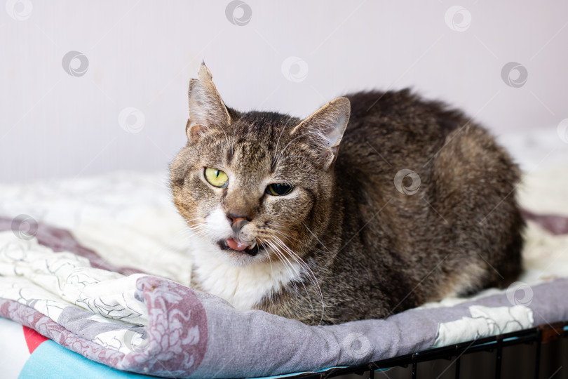 Скачать Очаровательная полосатая кошка с уникальными отметинами, удобно отдыхающая фотосток Ozero