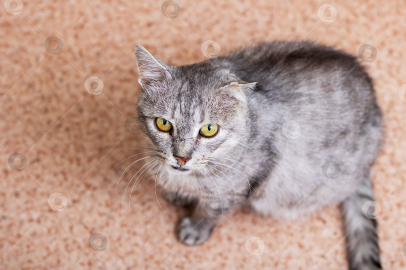 Скачать Любопытная Серая кошка с яркими Желтыми Глазами, которая очаровывает людей фотосток Ozero