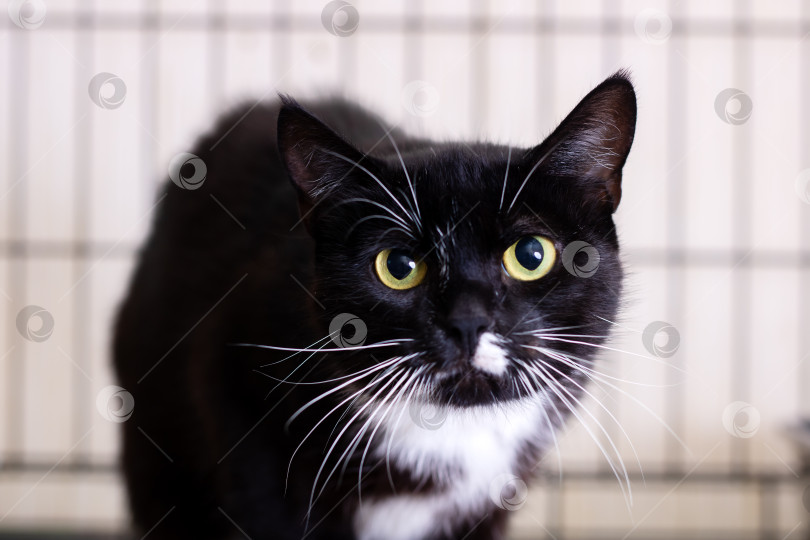 Скачать Очаровательная черно-белая кошка с яркими и пленительными глазами фотосток Ozero