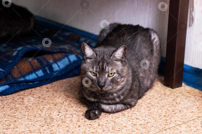 Скачать Спокойная Серая кошка уютно расположилась в помещении на уютной подстилке фотосток Ozero