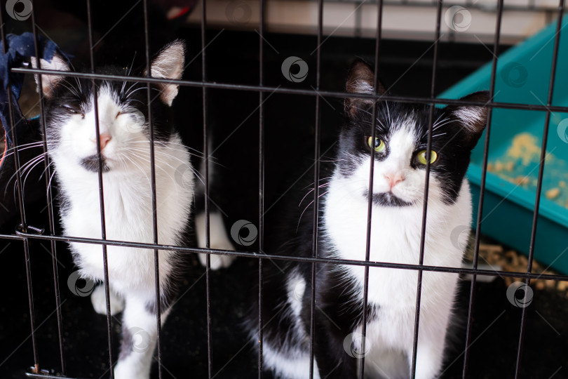 Скачать Очаровательные черно-белые кошки за решеткой клетки Демонстрируют свою привлекательность фотосток Ozero