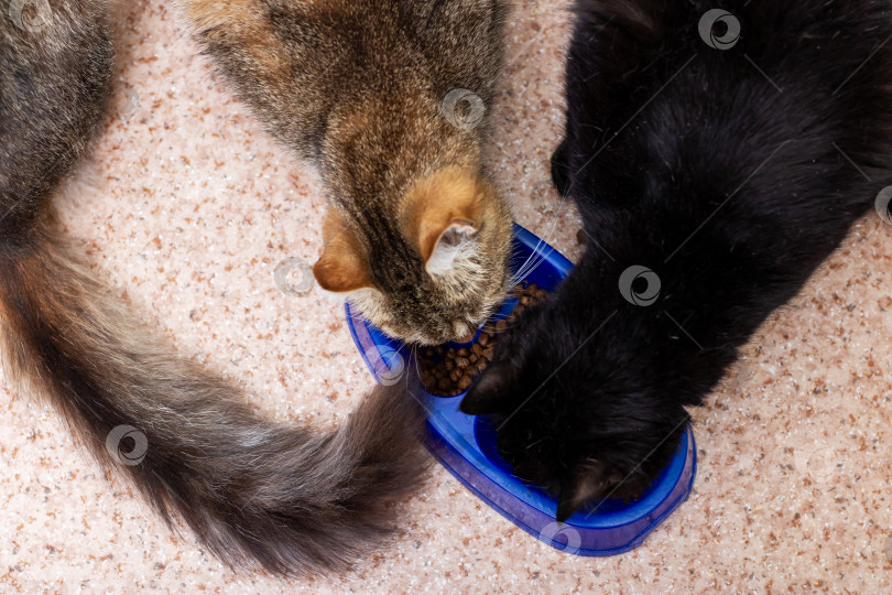 Скачать Две кошки наслаждаются трапезой вместе, разделяя комфорт и дружеское общение фотосток Ozero