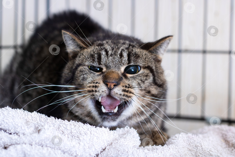 Скачать Разъяренный Полосатый кот, запертый в маленькой клетке и чувствующий себя защищающимся фотосток Ozero