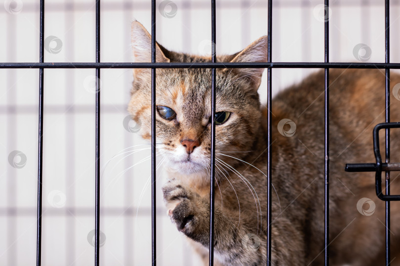 Скачать Милую и очаровательную кошечку видели за решеткой в приюте для животных фотосток Ozero