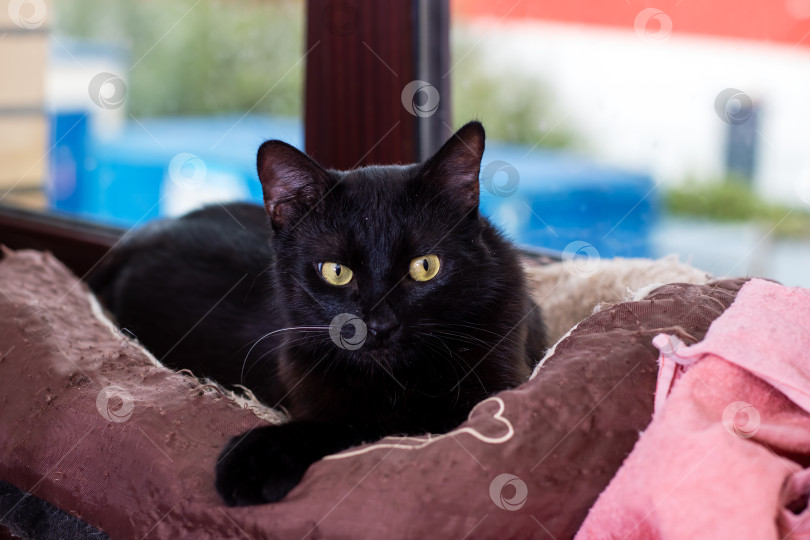 Скачать Очаровательная черная кошечка отдыхает в уютной постельке у окна фотосток Ozero