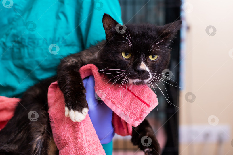 Скачать Ветеринарная помощь: Профессиональный уход за черной кошкой фотосток Ozero