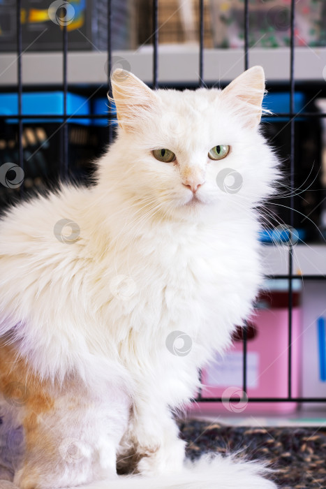 Скачать Элегантная Белая кошка с поразительно красивыми зелеными глазами фотосток Ozero