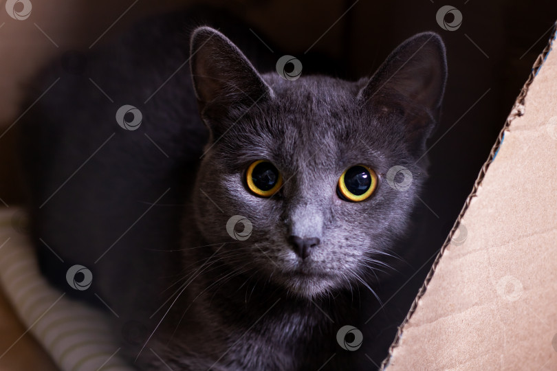Скачать Таинственный серый кот с яркими желтыми глазами в картонной коробке фотосток Ozero