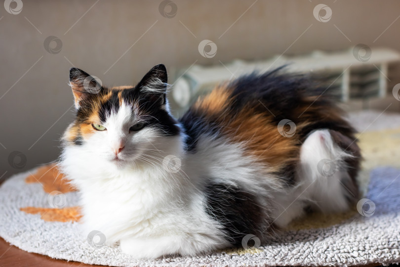 Скачать Ситцевый кот с комфортом отдыхает на мягкой и уютной поверхности фотосток Ozero