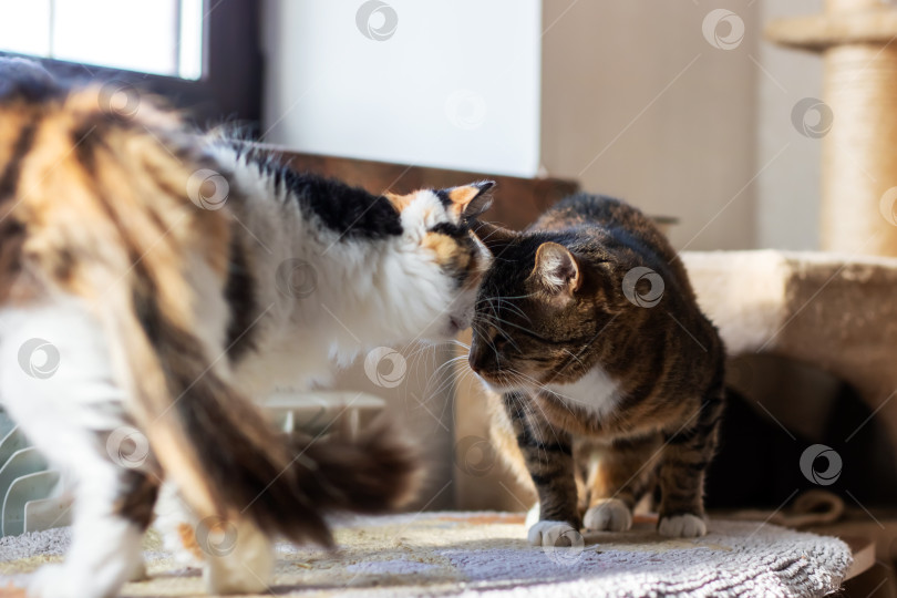 Скачать Две очаровательные кошки игриво общаются в уютном помещении фотосток Ozero