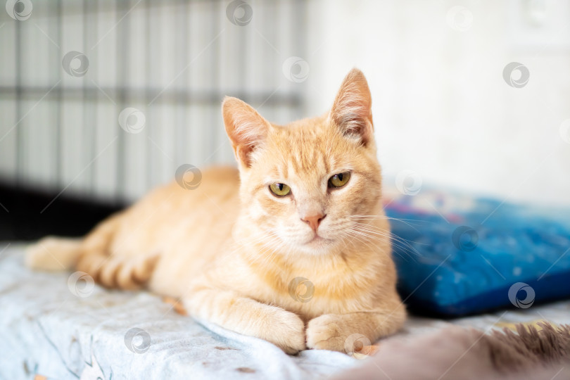 Скачать Очаровательный рыжий кот, отдыхающий в уютном помещении фотосток Ozero