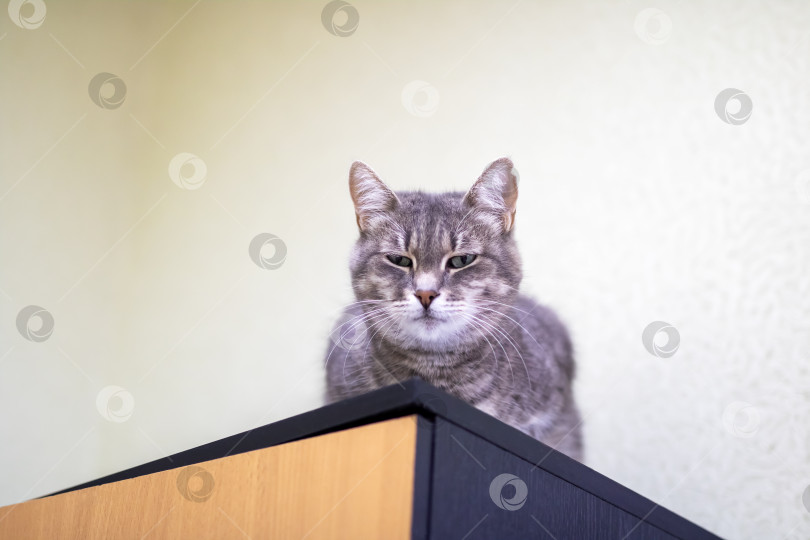 Скачать Любопытный Кот, наблюдающий за окружающим с уютной высоты фотосток Ozero