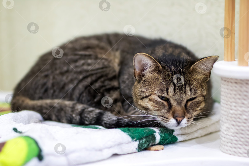 Скачать Сейчас на мягком одеяльце уютно нежится Уютная Полосатая кошечка фотосток Ozero