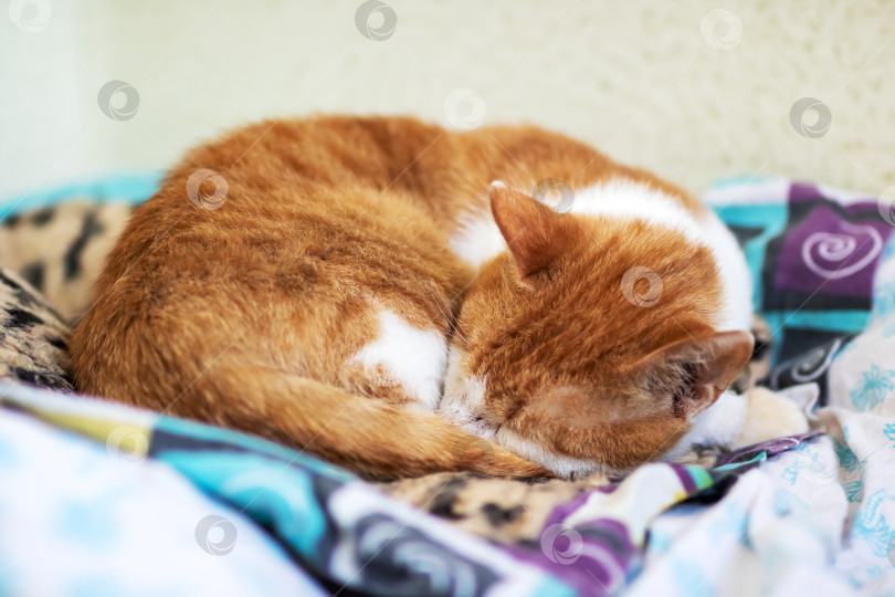 Скачать Спящий Рыжий кот уютно устроился на цветастом одеяле фотосток Ozero