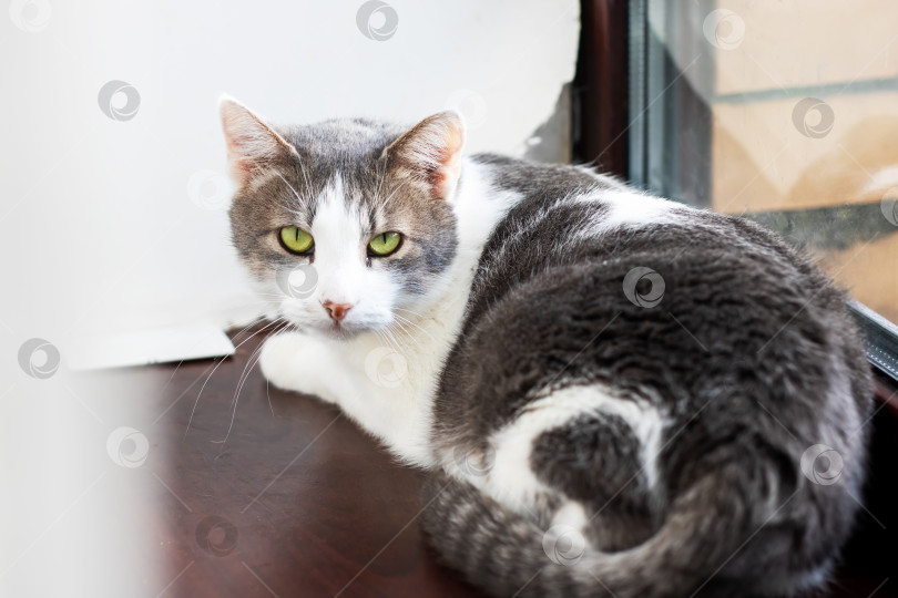 Скачать Спокойная Серо-белая кошка уютно расположилась у окна фотосток Ozero