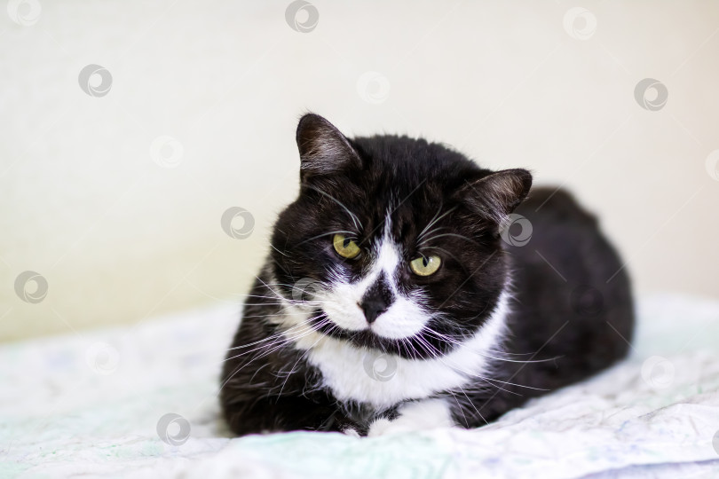 Скачать Очаровательная черно-белая кошка, отдыхающая на мягкой поверхности фотосток Ozero