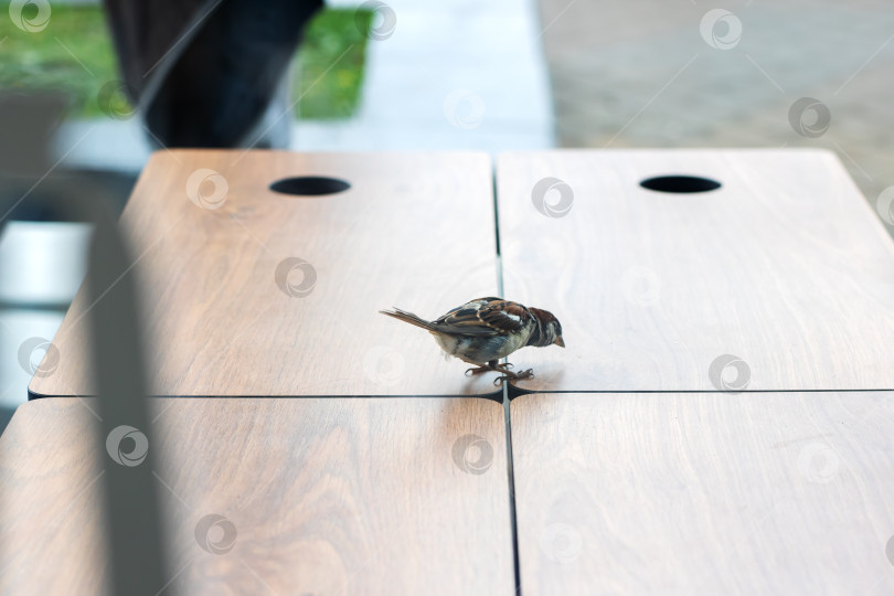 Скачать Воробей, удобно устроившийся на деревянной поверхности стола на открытом воздухе фотосток Ozero