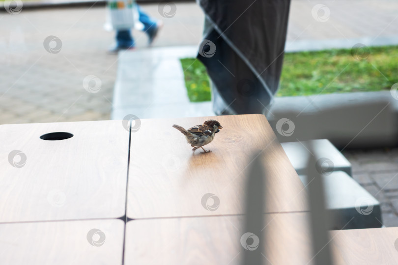 Скачать Любопытный воробей радостно исследует красивую деревянную поверхность фотосток Ozero