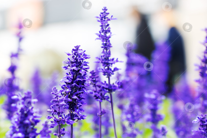 Скачать Потрясающие и яркие фиолетовые цветы сейчас в полном цвету фотосток Ozero